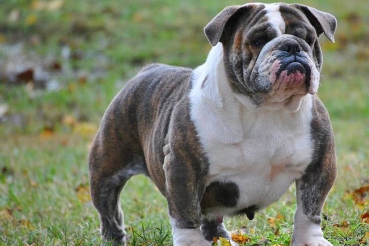 What is the cross between Pitbull and Bulldog called?