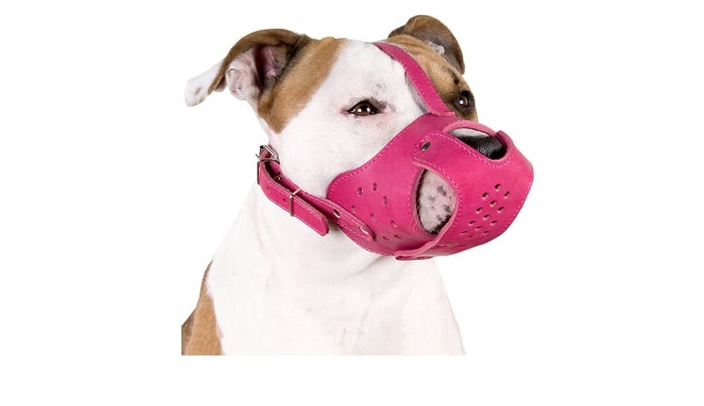 Best Muzzles For Pitbulls In 2022 5