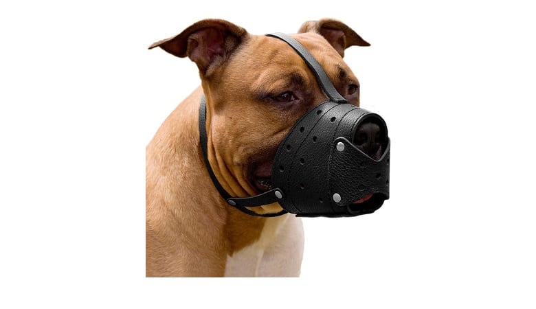 Best Muzzles For Pitbulls In 2022 4