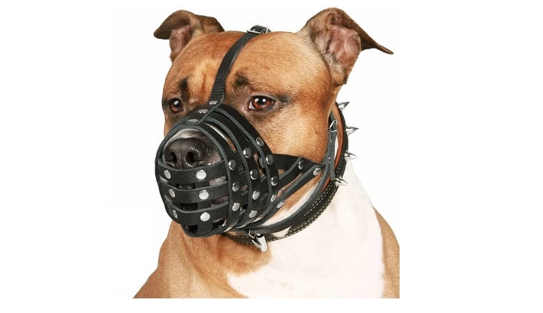 Best Muzzles For Pitbulls In 2022 1