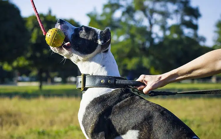 Pitbull VS Bulldogs: Training