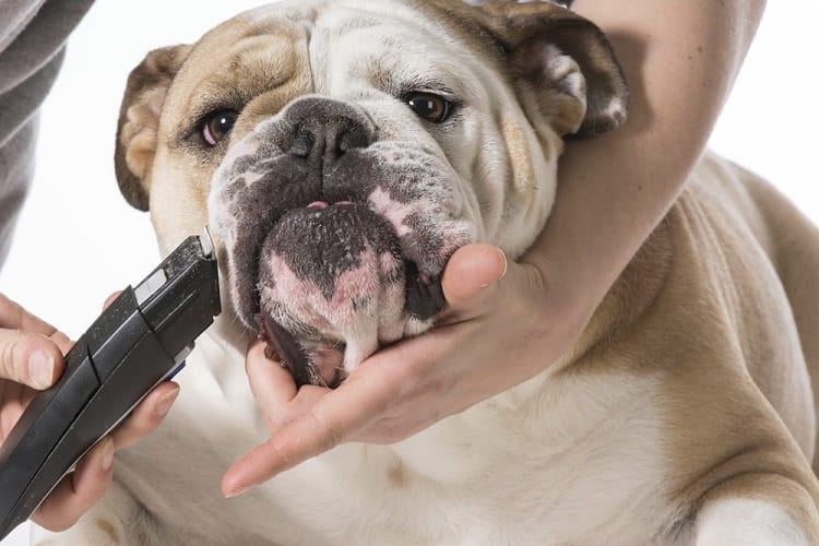 Pitbull VS Bulldogs: Grooming Needs