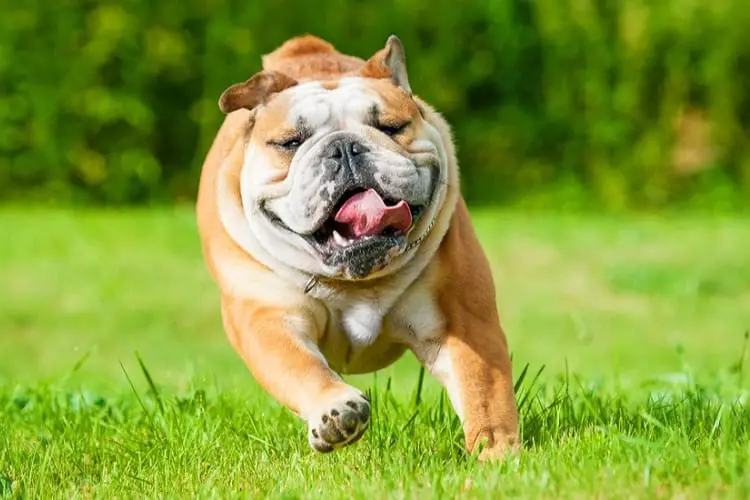 Pitbull VS Bulldogs: Exercise