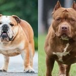 Pitbulls VS Bulldogs: What’s the difference between these two muscular dogs?