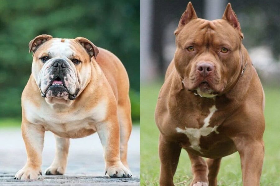Pitbulls VS Bulldogs: What's The Difference Between These Two Muscular Dogs?