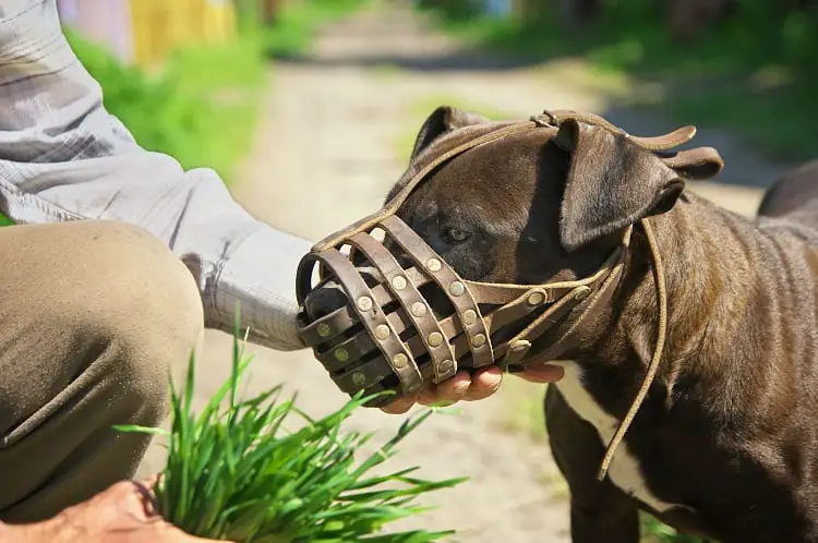 SHOULD I MUZZLE MY PITBULL?