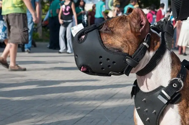 HOW LONG SHOULD A PITBULL WEAR A MUZZLE?