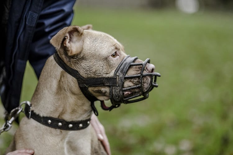 WILL PUTTING A MUZZLE ON AN AGGRESSIVE DOG MAKE HIM MORE AGGRESSIVE?