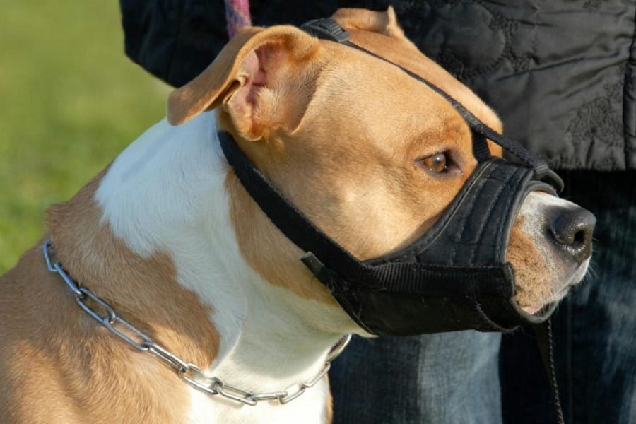Best Muzzles For Pitbulls In 2021
