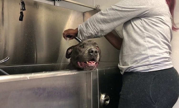 CAN YOU USE REGULAR HUMAN SHAMPOO ON PITBULLS?