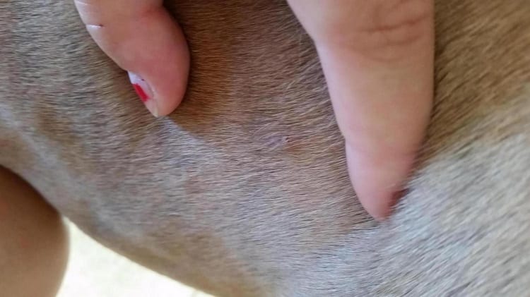 WHAT CAN I DO FOR MY PITBULLS DRY SKIN?