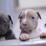 How much do Pitbulls Cost?