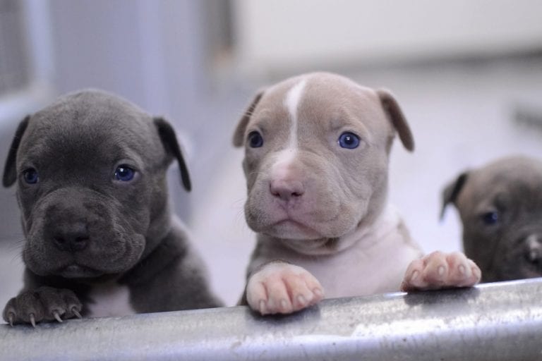 How Much Do Pitbulls Cost? MyDogArea