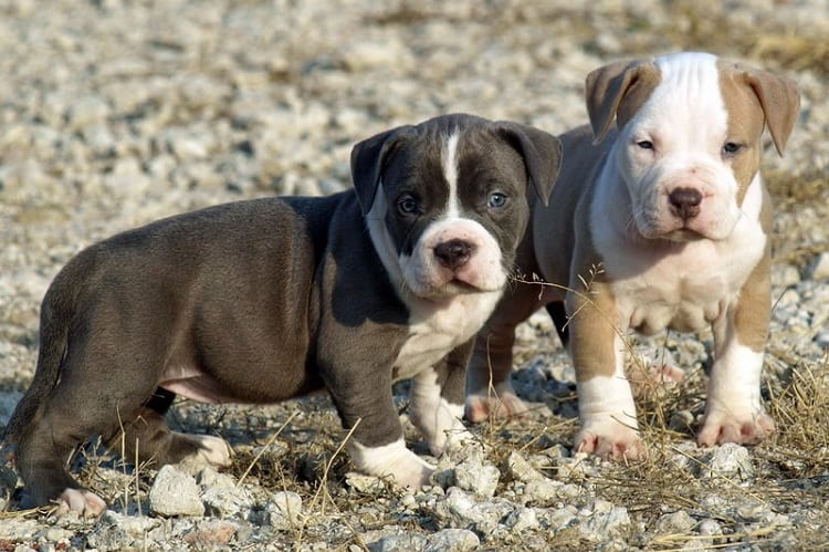 Should you buy Pitbulls without papers?