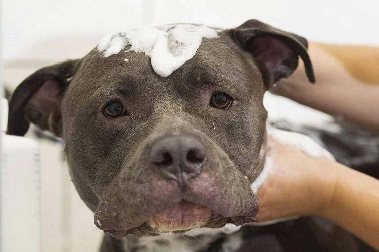 If your Pitbull is shedding too much, should you worry?