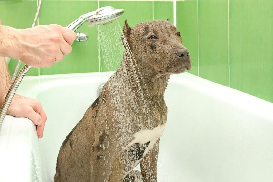Best Dog Shampoo For Pitbulls In 2021