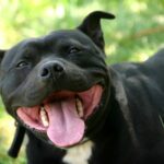 The ultimate guide to Black Pitbull