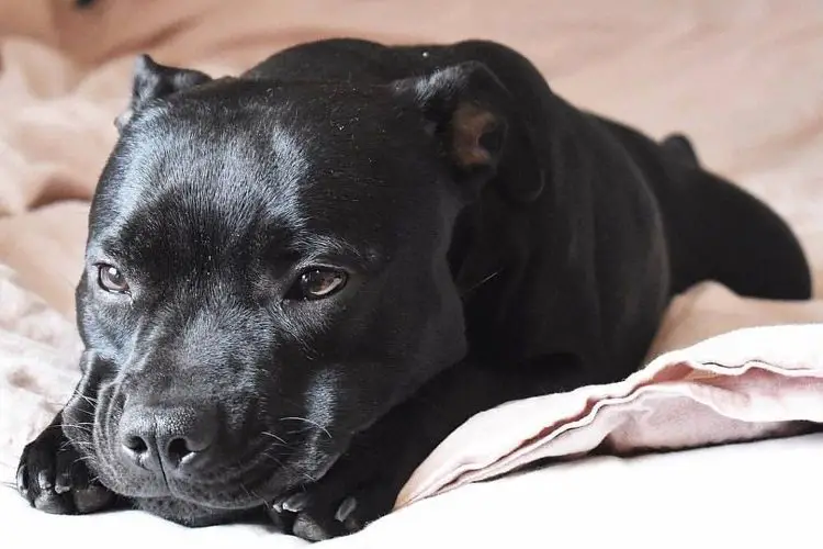 Black Pitbull Health