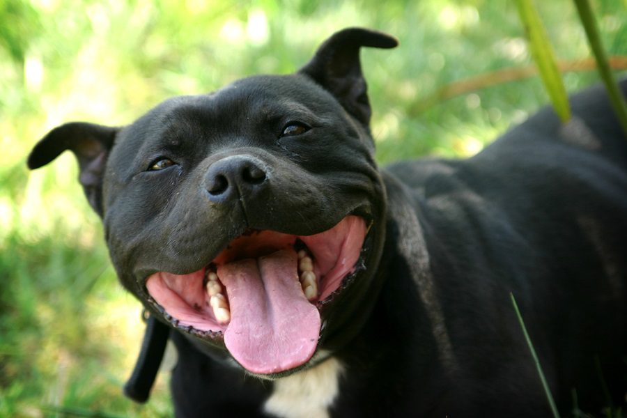 The Ultimate Guide To Black Pitbulls