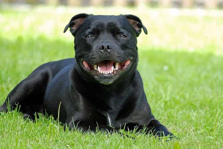 Black Pitbull Physical Features