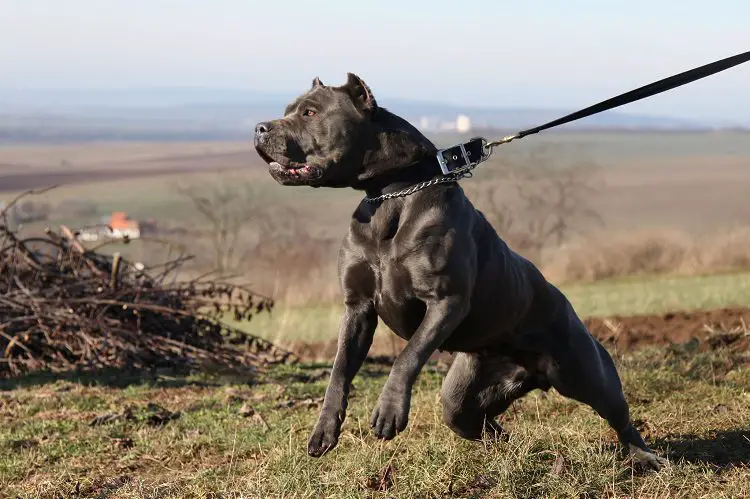 Black Pitbull Training