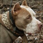 Can Pitbulls Be Hunting Dogs?￼
