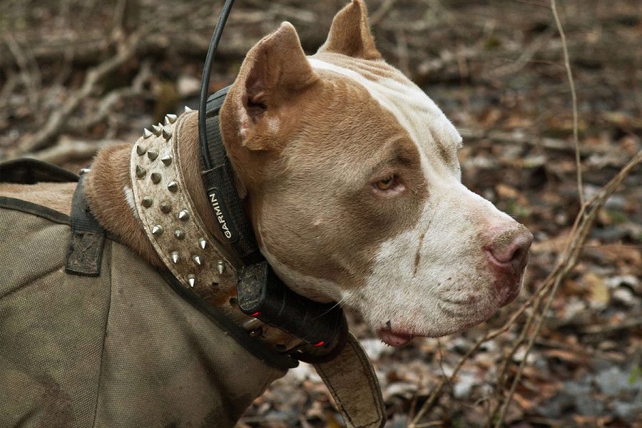 Can Pitbulls Be Hunting Dogs?