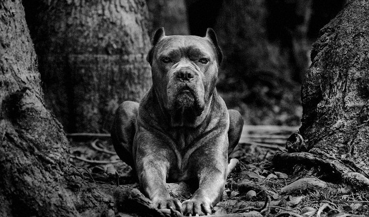 History Of PitBulls As Hunting Dogs