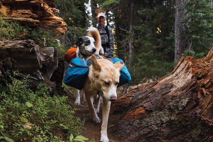 Essential Dog Camping Gear