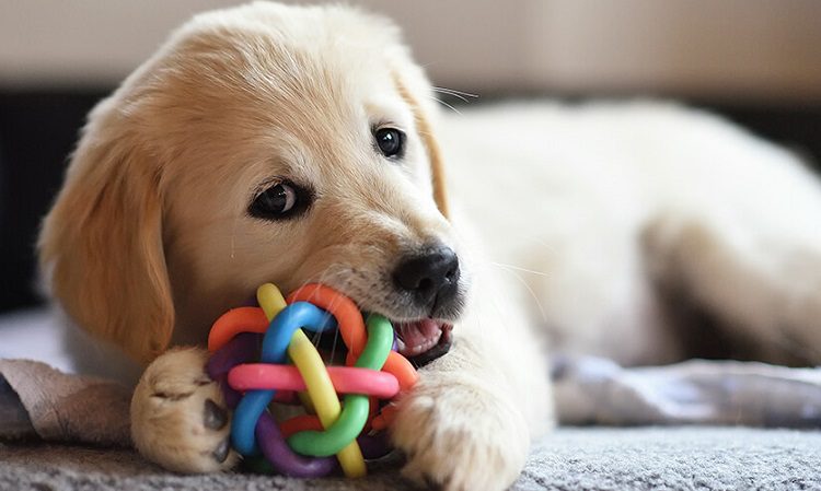 dog chew toy