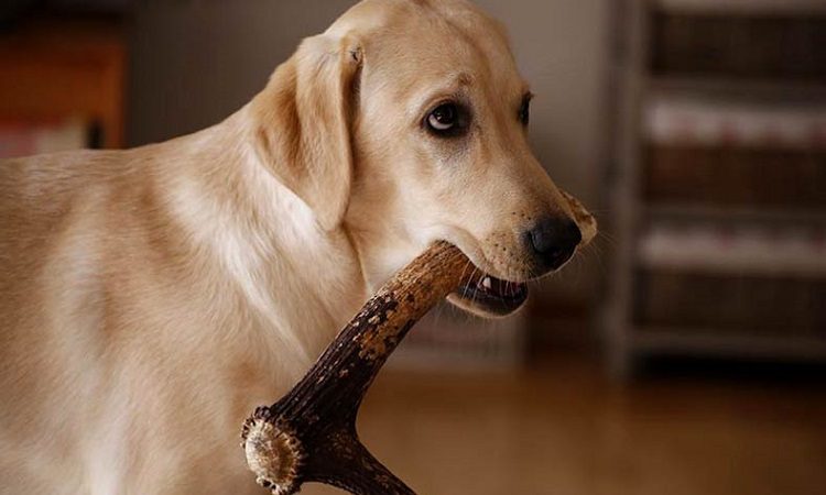 dog chews his antler chew toy