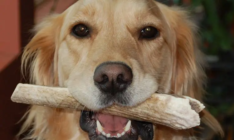 Natural Elk Antlers For Dogs