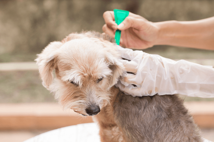 Flea and tick protection