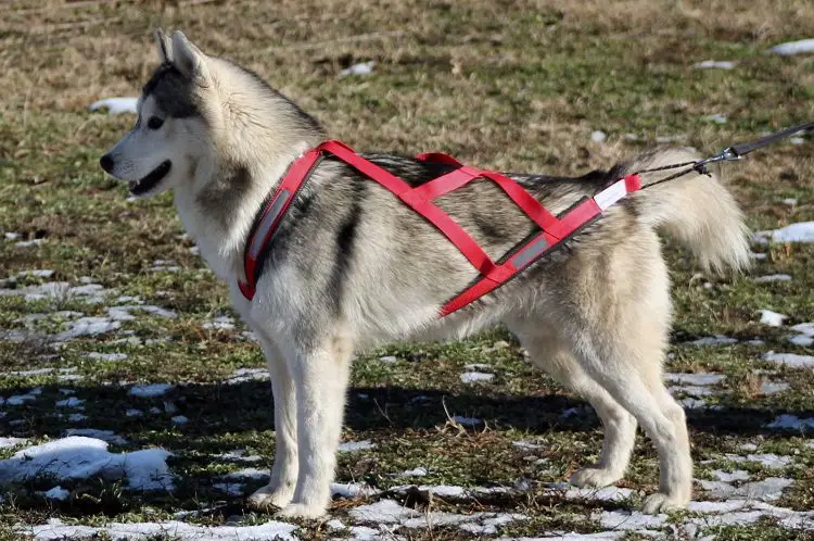 harness and collar