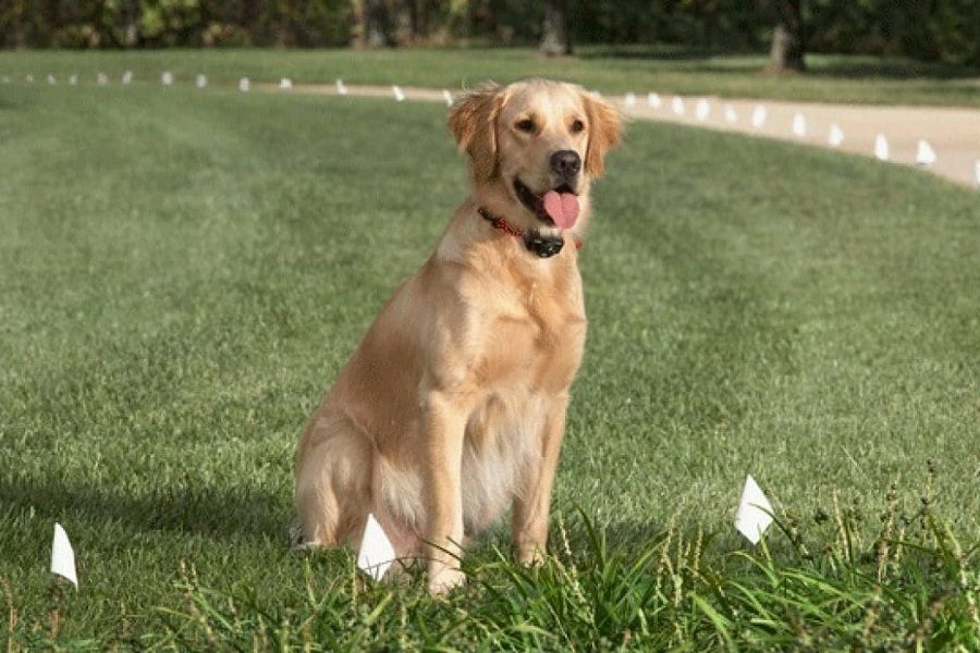 Keep Your Dog Safe With An Invisible Dog Fence! 2