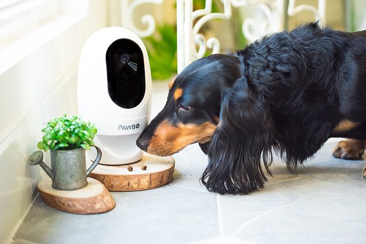 Types Of Pet Cams