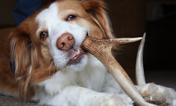 dog with deer antler chew toy