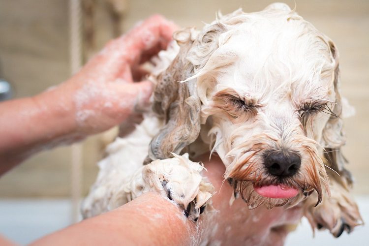 Choosing The Right Dog Shampoo