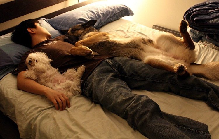 What Are The Risks Of Letting Your Dog Sleep With You?