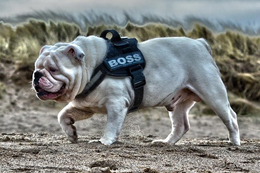How To Choose The Right Bulldog Harness For Your Pup