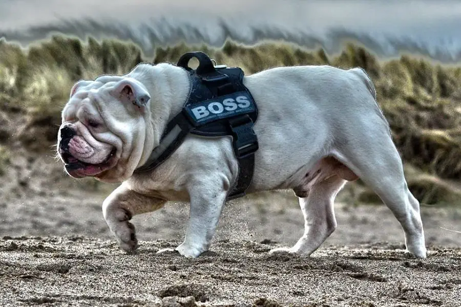 How To Choose The Right Bulldog Harness For Your Pup