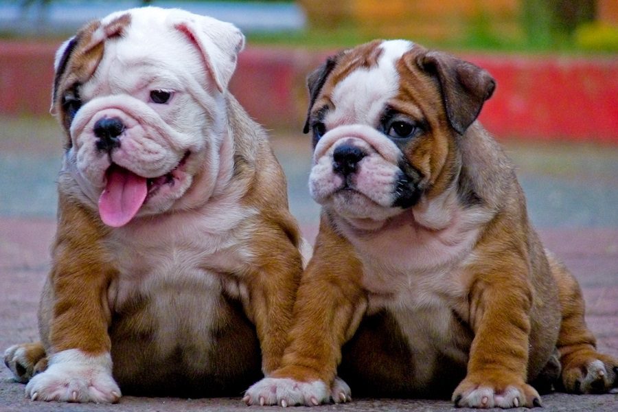How To Choose The Best Bulldog Names