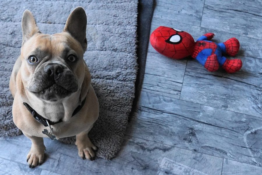 Discover the Best Types Of Bulldog Toys And How To Pick The Right One