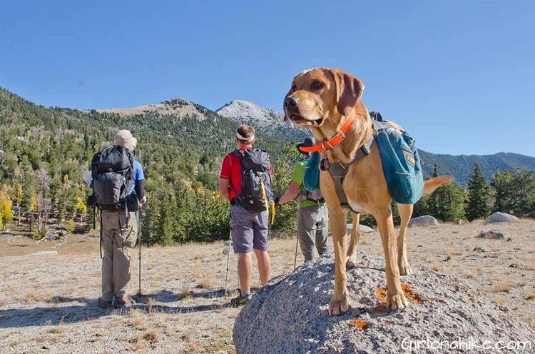 Is Camping With A Dog A Good Idea?