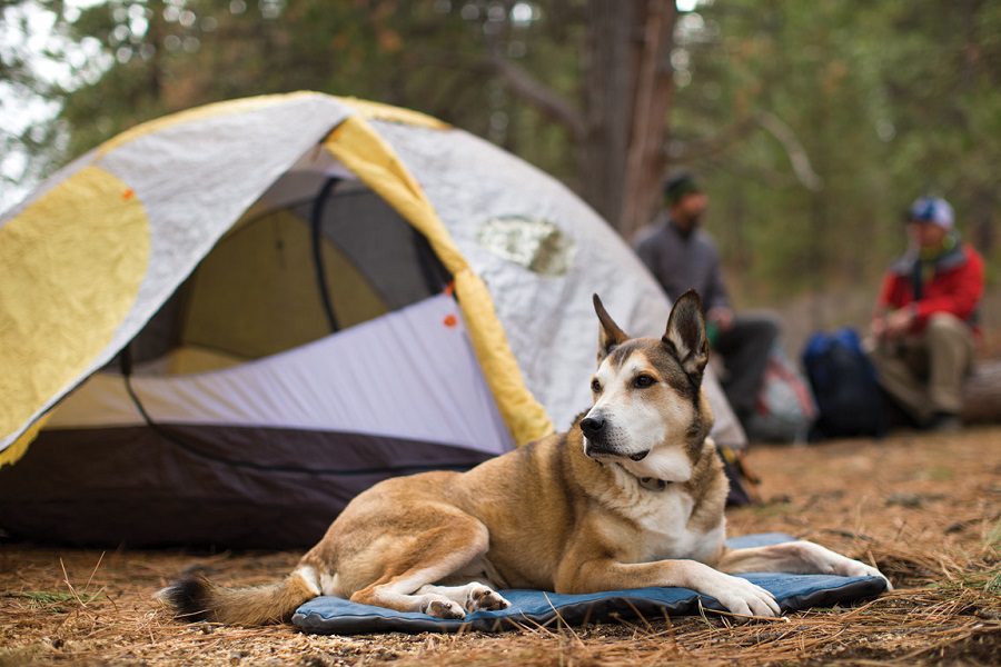 Camping With A Dog