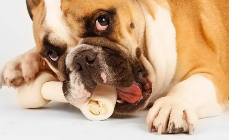 chewable bulldog toys