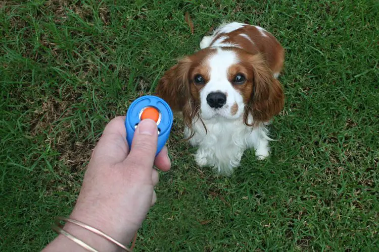 Dog Clicker Vs Training Collar