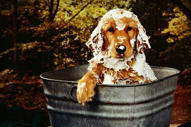 Tips For Bathing Your Dog