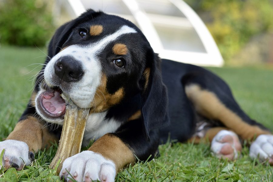 Keep The Dog’s Teeth Strong And Clean With Dog Chews