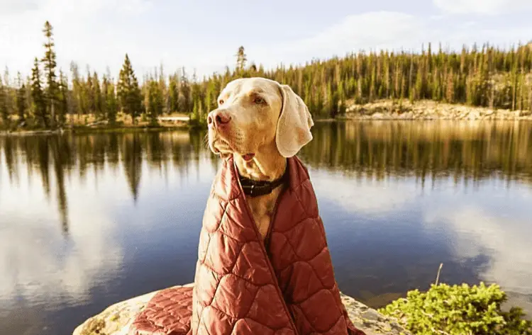 Dog-Friendly Campsites